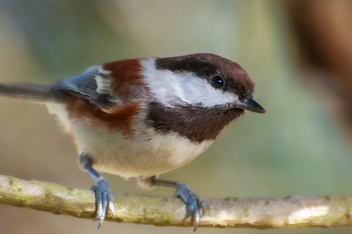 Sonoma County Birdwatching