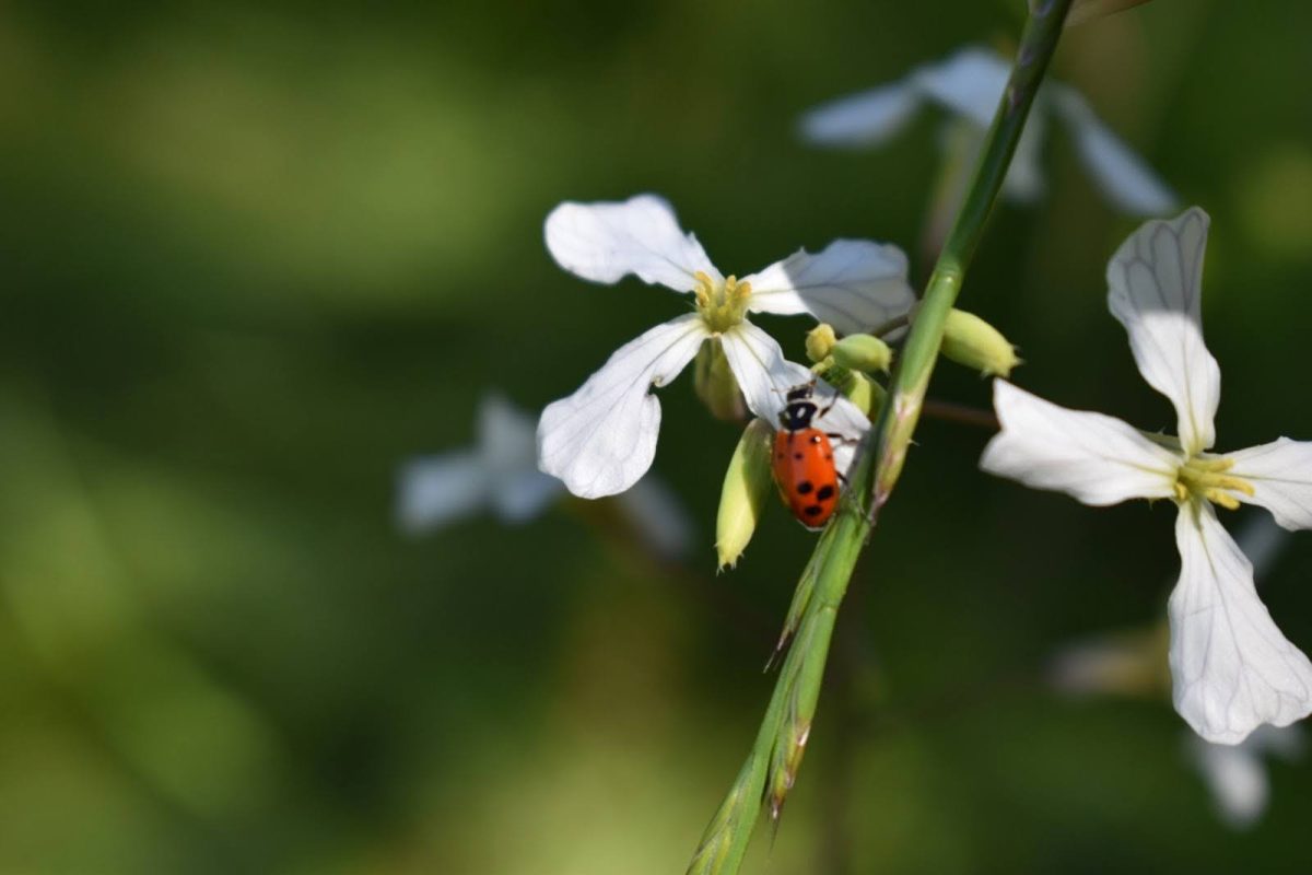 Spring Photography