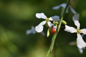Spring Photography