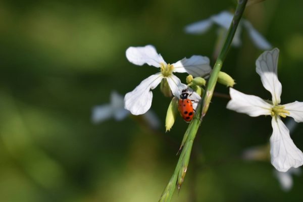 Spring Photography