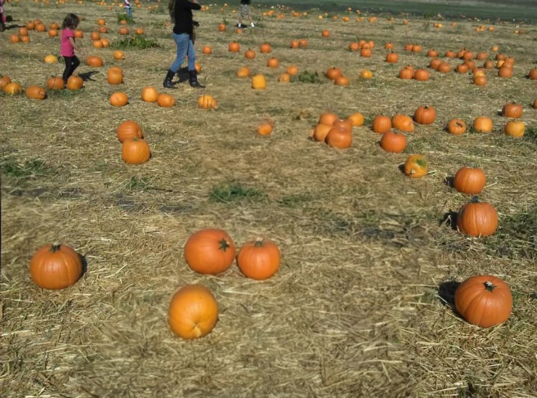 Fun Fall Festivities